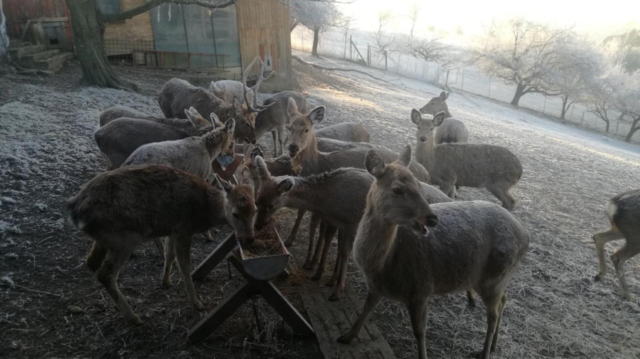 Appartamento S' Kellerstoeckl Fehring Esterno foto